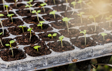 Young baby seedling sprouts in nursery planting plastic containers in agricultural farm, Agriculture concept