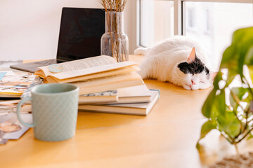 Cat sleeping by books on desk at home