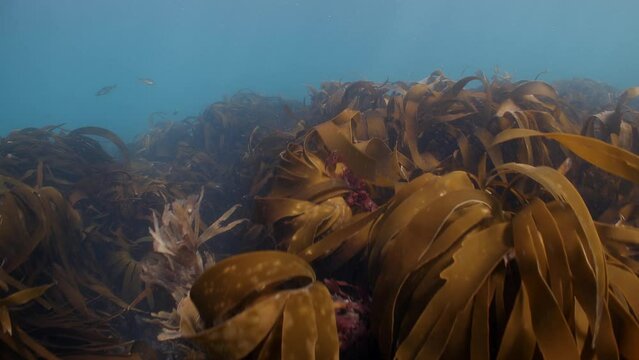 Underwater tracking shot swimming over kelp covered seabed. UK
