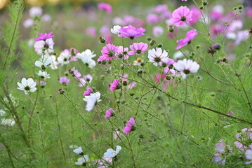 Field of white and pink sunmer flowers in the evening sun