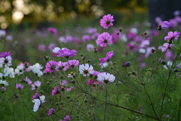 Obraz premium Field of white and pink sunmer flowers in the evening sun