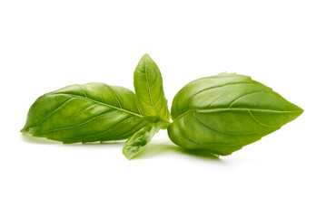Fresh organic basil leaves, isolated on white background.