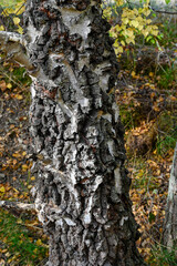 Rough birch bark on old tree trunk