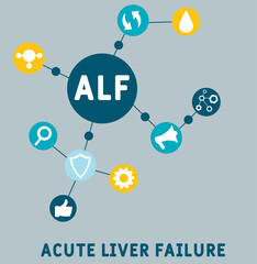 ALF - Acute Liver Failure acronym. business concept background.  vector illustration concept with keywords and icons. lettering illustration with icons for web banner, flyer, landing page