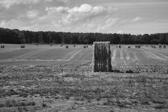 Straw bales photographed in black and white, on a harvested wheat field. Food supply