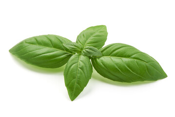 Organic Basil leaves, isolated on white background. High resolution image.