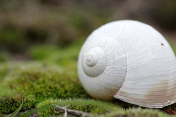 coquille d'escargot 