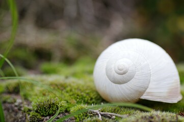 coquille d'escargot 
