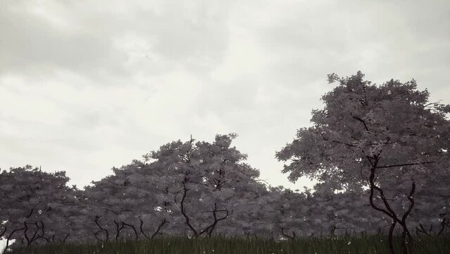 nature texture background 4k videos 3d render