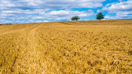 Harvested stubble field in summer