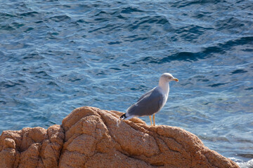 Seagull on a sea cliff in the Mediterranean Sea