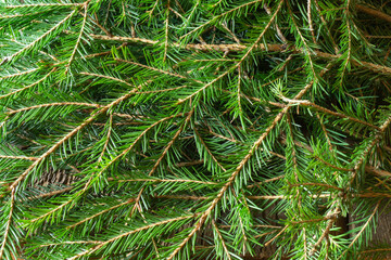A bunch of green spruce branches close-up