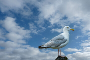 Meeuw || Seagull