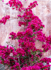 Blooming red bougainvillea flowers in Santorini island.