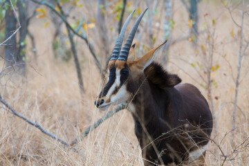 sable antelope (Hippotragus niger) closeup showing face and horns in the wild of Kruger national park, South Africa - obrazy, fototapety, plakaty