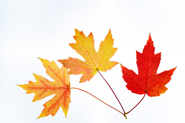 Naklejka na ściany i meble Two maple leaves yellow and red isolated on white background.Isolated leaves.Copy space .Autumn red and yellow leaves on white background, top view