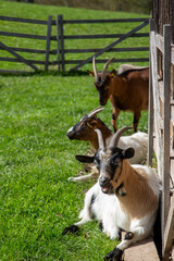 Ziegen liegen auf der Weide neben einer Holzscheune