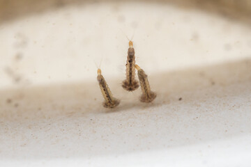 Mosquito larvae in stagnant water close up