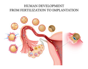 Human development, from fertilization to implantation - obrazy, fototapety, plakaty