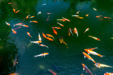Koi pond in ecological garden. Keeping Koi fish is a hobby and relaxing spirit