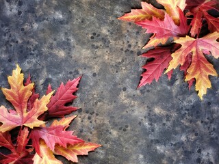 Maple leaves pattern on black background with copy space. Beautiful colorful red and yellow maples leaves backdrop. 