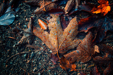 autumn leafs on the forest  floor