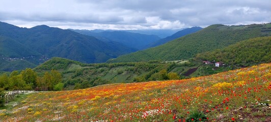 Wonderful harmony of wild flowers, blue sky and green mountains