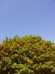 Fototapeta na wymiar 青空と花咲く金木犀の木