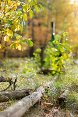 Las jesienią - Autumn forest