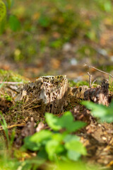 Las jesienią - Autumn forest