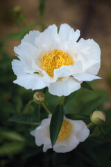Beautiful peony flower in a garden surraunded by green leaves