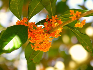 花咲く公園の金木犀