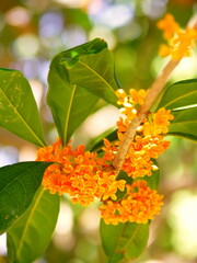花咲く公園の金木犀