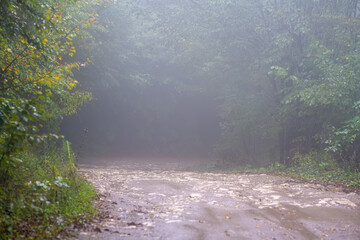 Foggy muddy rain forest landscape in the early morning . Selective focus. Yalova city. Turkey.