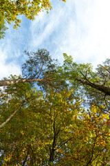 Las jesienią - Autumn forest