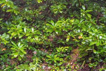 close up of green leaves