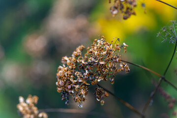 Heracleum sphondylium, commonly known as giant hogweed, is a monocarpic perennial herbaceous flowering plant in the carrot family Apiaceae.