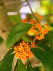 花咲く公園の金木犀