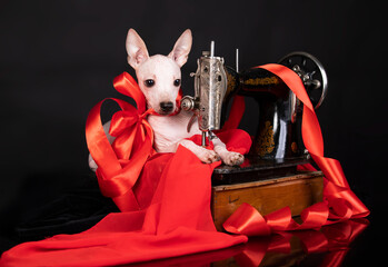 dog breed hairless american terrier sews clothes.clothes