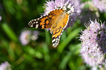 Closeup Monarch Butterfly feeding on flower.
