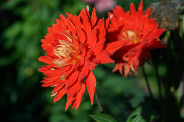 Beautiful dahlia in the garden. Shallow depth of field.