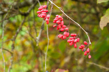 red ripe barberry berries on a branch of a green bush in the garden in autumn. barberry cultivation...