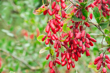 red ripe barberry berries on a branch of a green bush in the garden in autumn. barberry cultivation concept