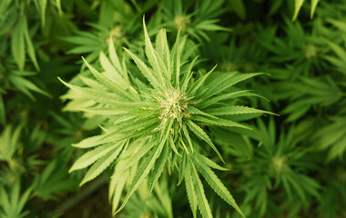 Blooming ripe Marijuana with Buds and green Leaves. Organic Cannabis Sativa Female Plants with CBD