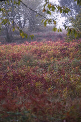 Autumn forest landscape with autumn leaf foggy day