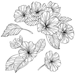 Fototapeta premium Pear flowers and leaves isolated on white. Hand drawn line illustration.