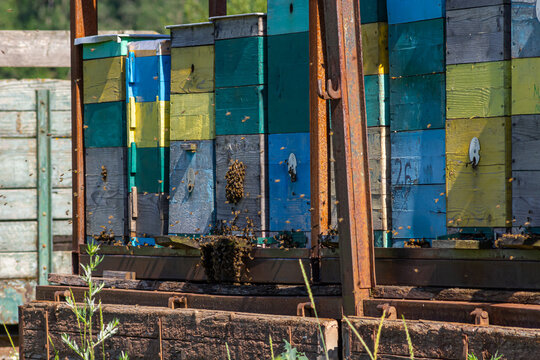 Apiary with beehives on a car platform in the field. Mobile apiary with hives on wheels. Honey is a useful natural product rich in nutritional and medicinal properties.