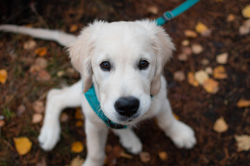 Cute golden retriever puppy looking at the camera sitting on the ground outside while on a walk