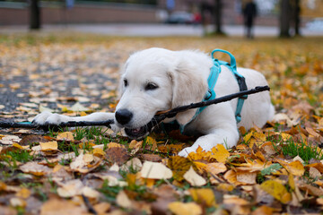 Cute Golden retriever puppy chewing on stick outside with colorful autumn leaves on the ground