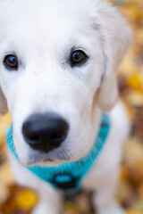 Cute Golden Retriever Puppy looking at the camera with autumn leaves in the background